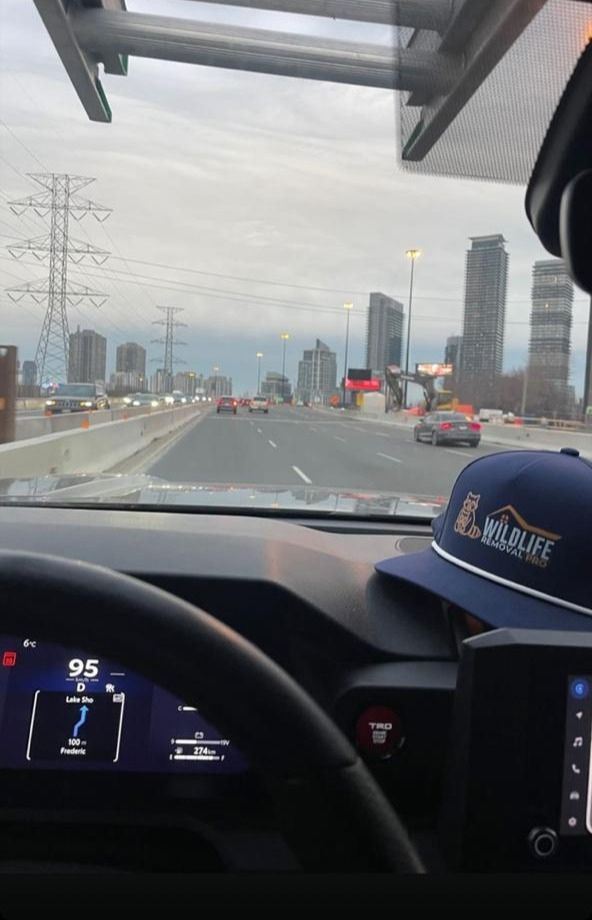 Wildlife Removal Pro Toronto cover image