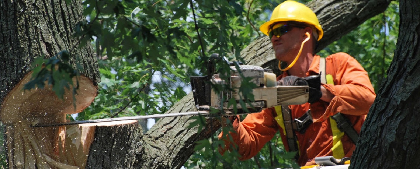 Sam's Tree Services North Shore cover