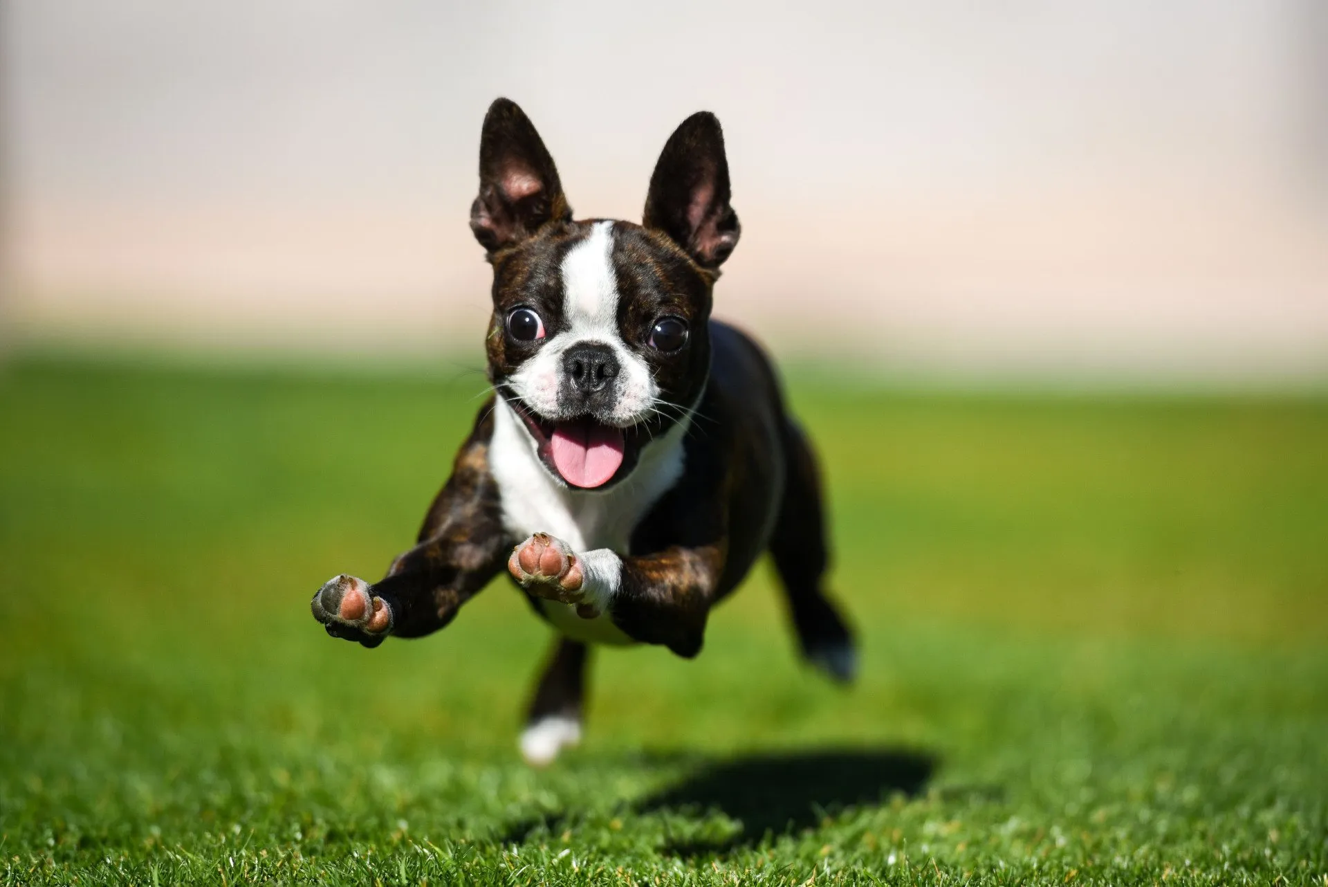 Riverwalk Pet Resort cover