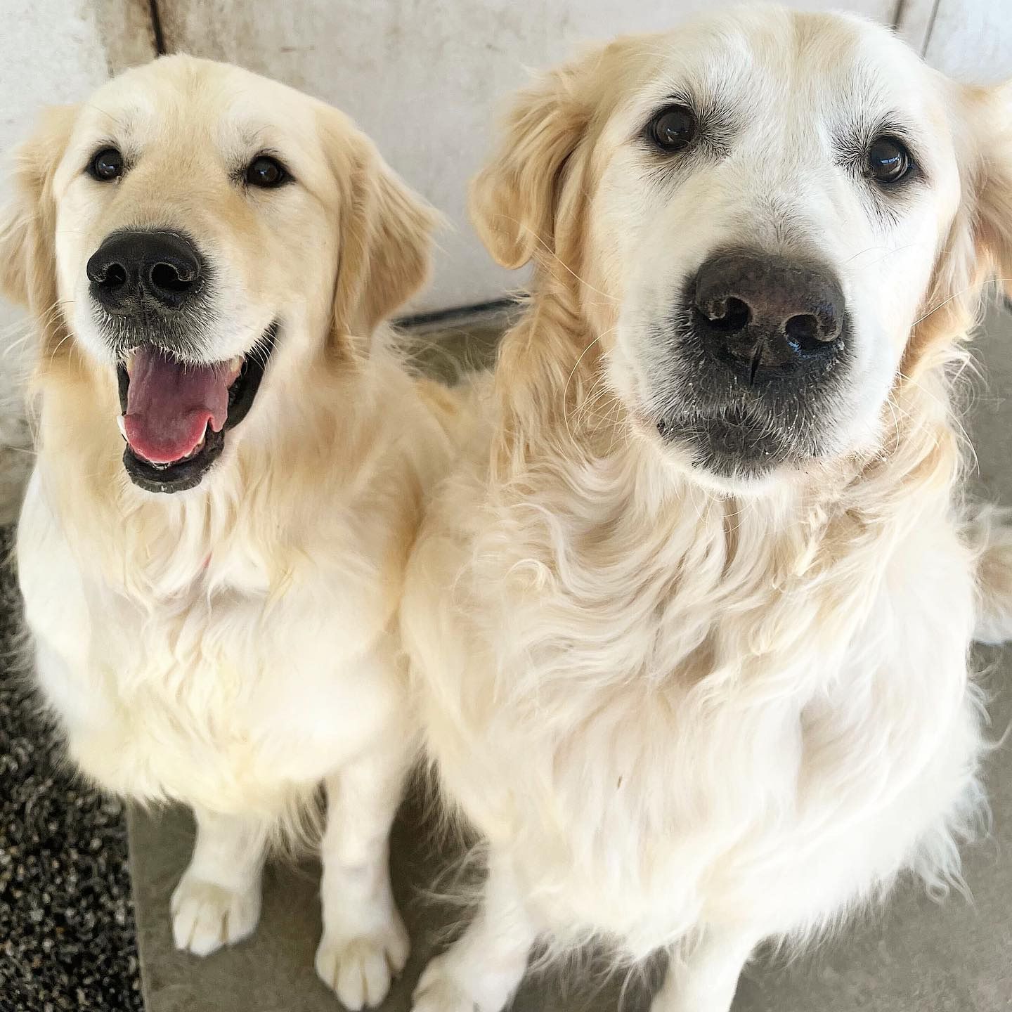 Four Paws Inn – Banning cover
