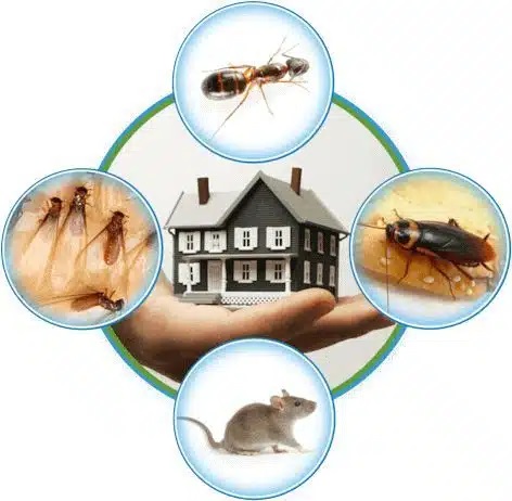 Pestora Pestcontrol Services LLC cover