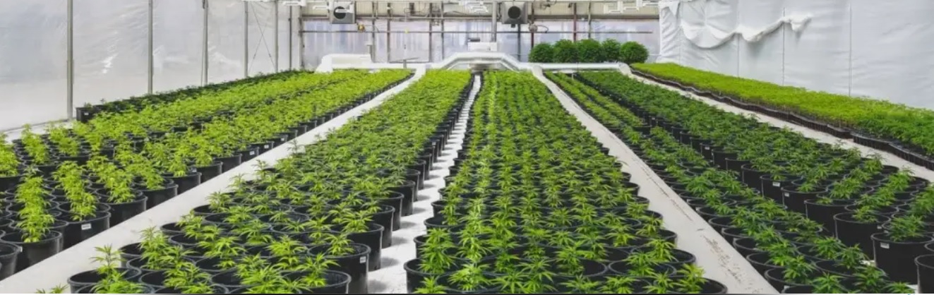Legiit Weed cover