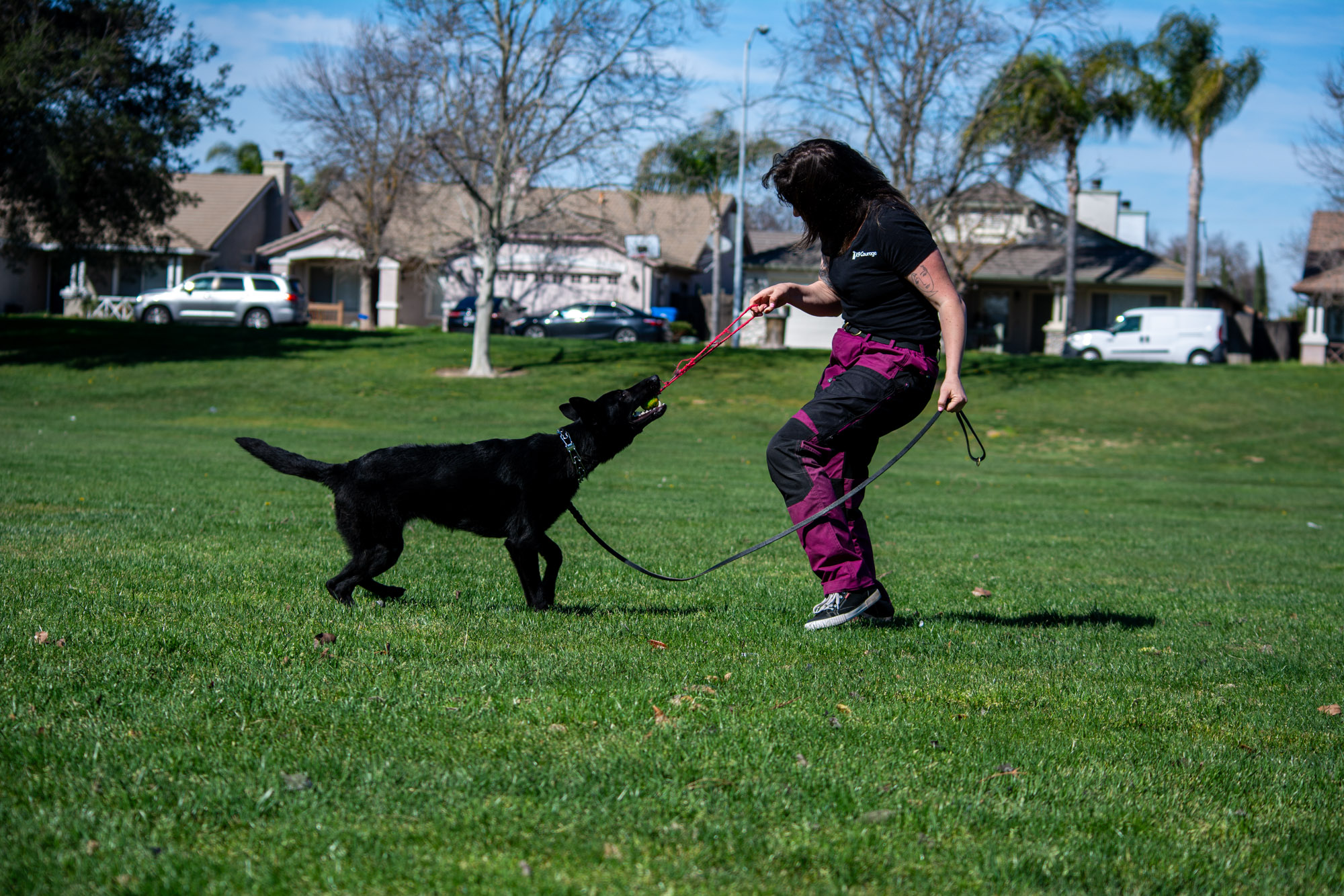 K9 Courage Dog Training cover image