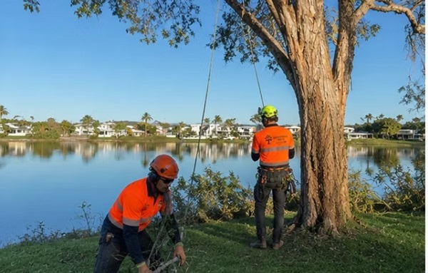 Bees Knees Trees Gold Coast cover