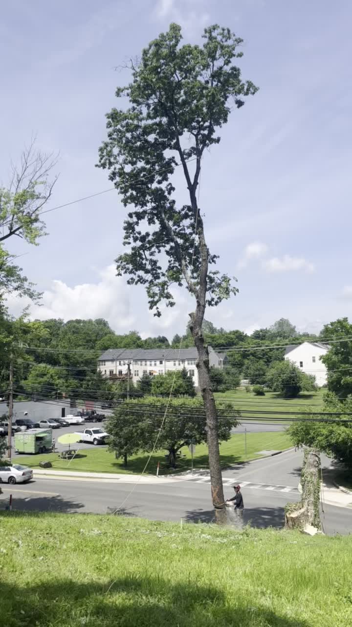 United Tree Care LLC cover