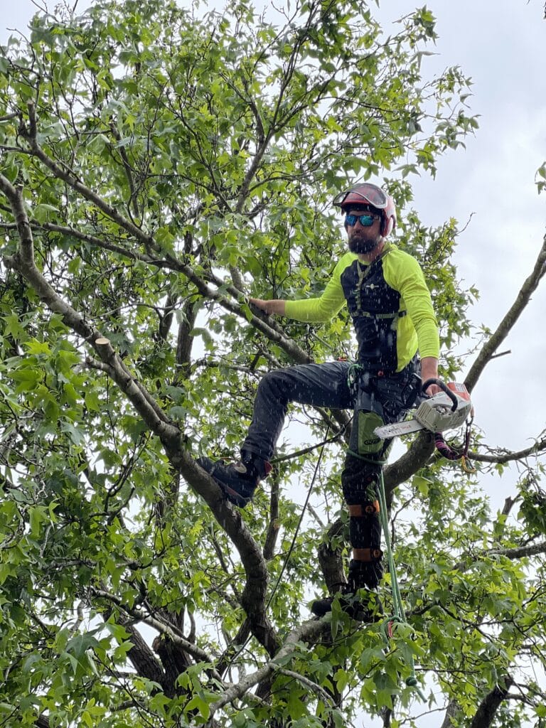 Wilson Tree Service cover image