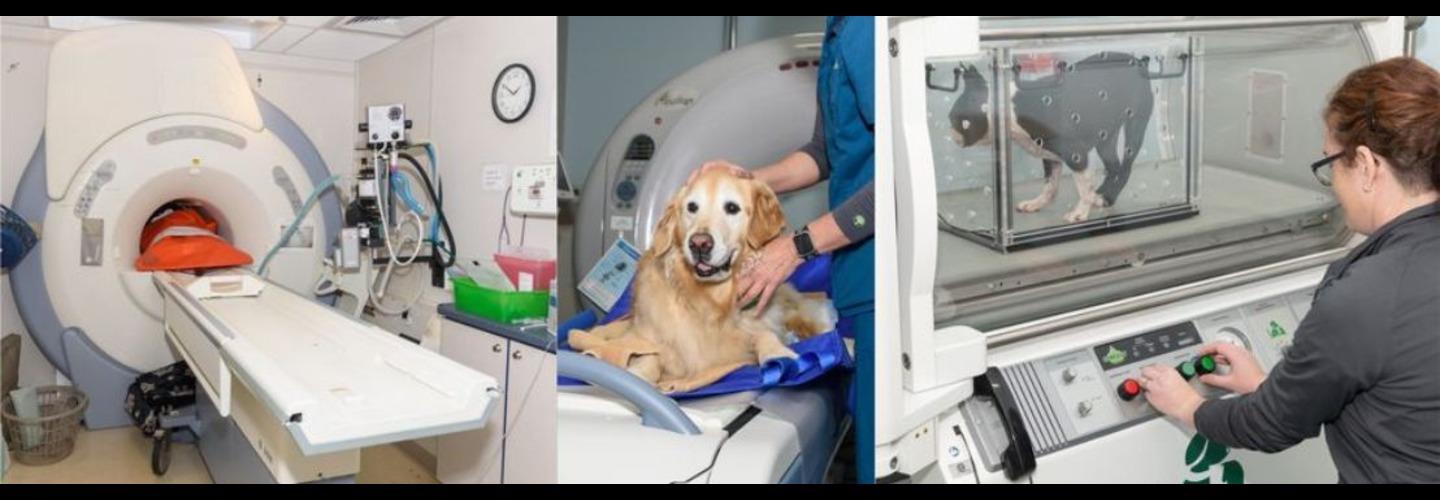 Veterinary Neurology & Imaging of the Chesapeake cover