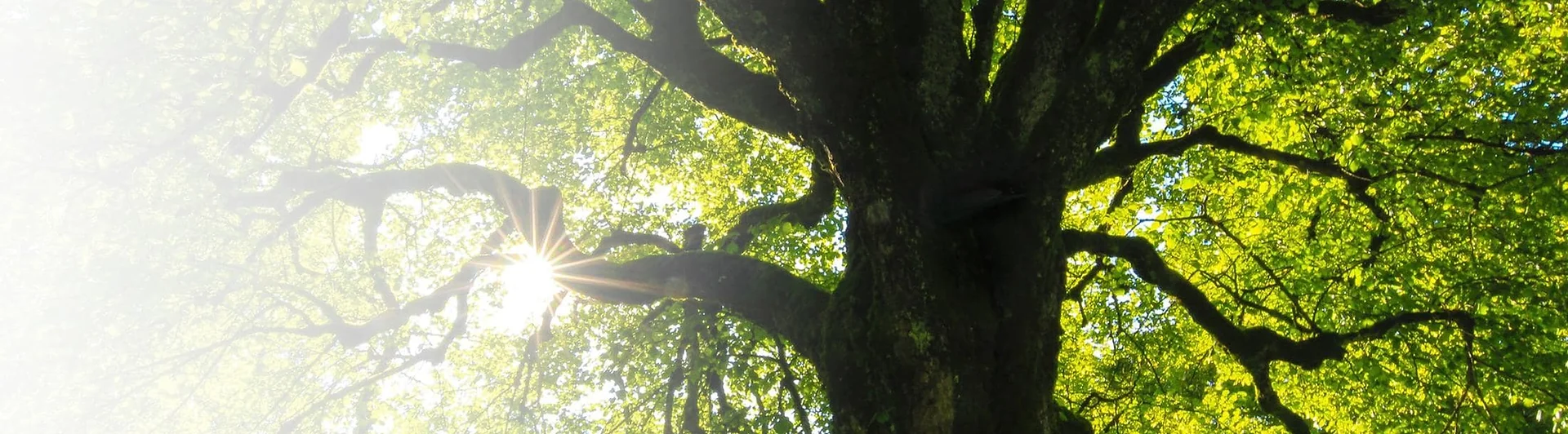 Northshore Tree Experts Inc. cover