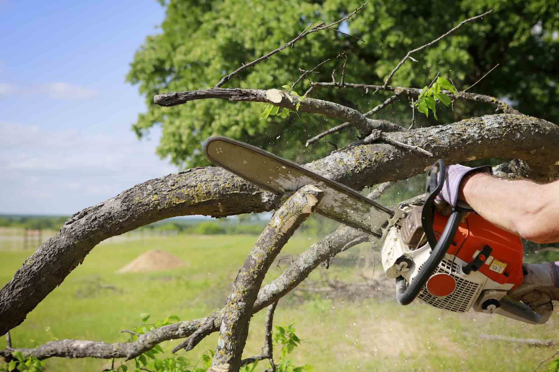 J Medina's Tree Service, Inc. cover