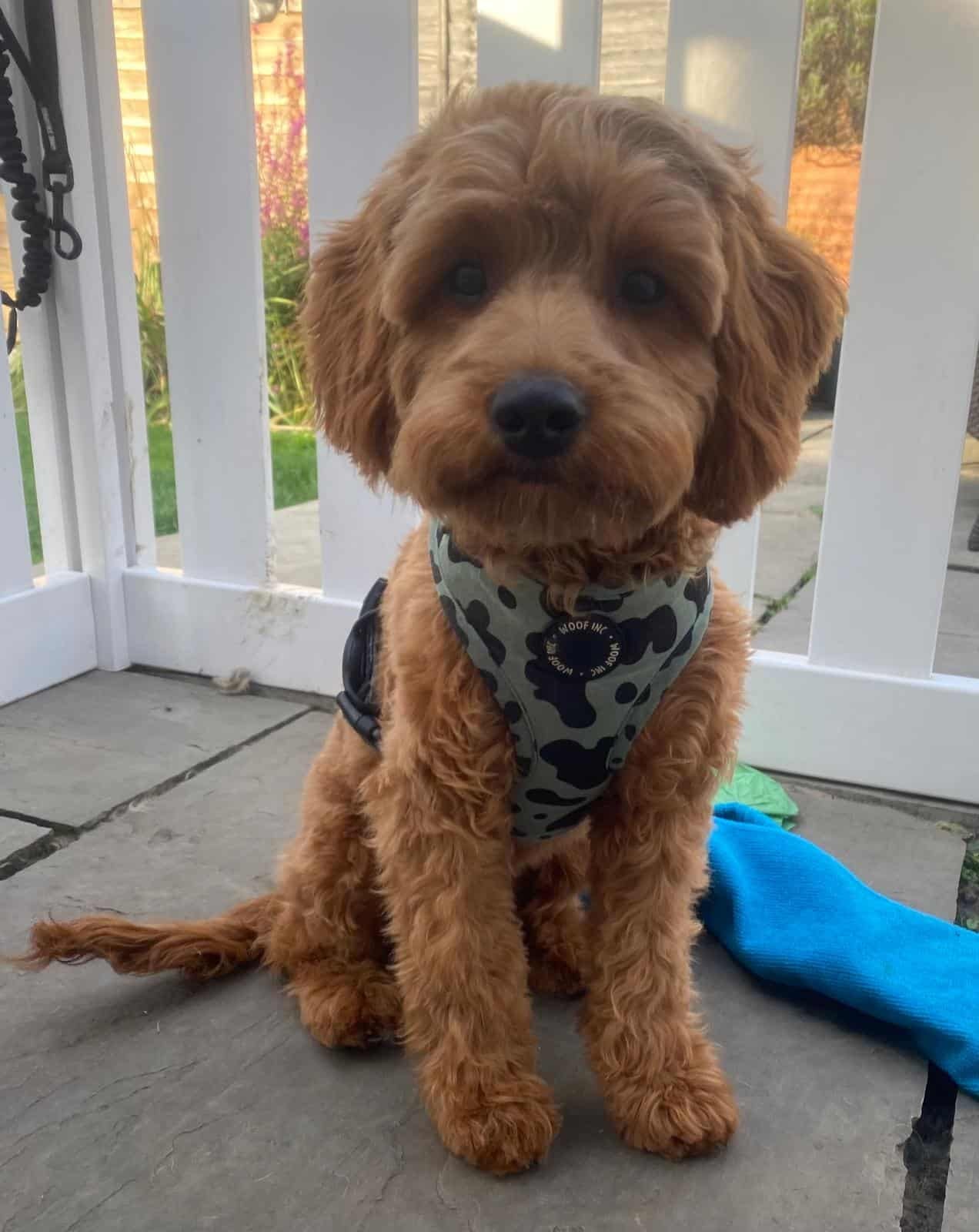 Dotties Dog Walking Services cover