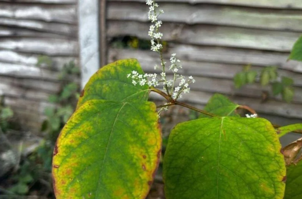 Alien Plant Control cover