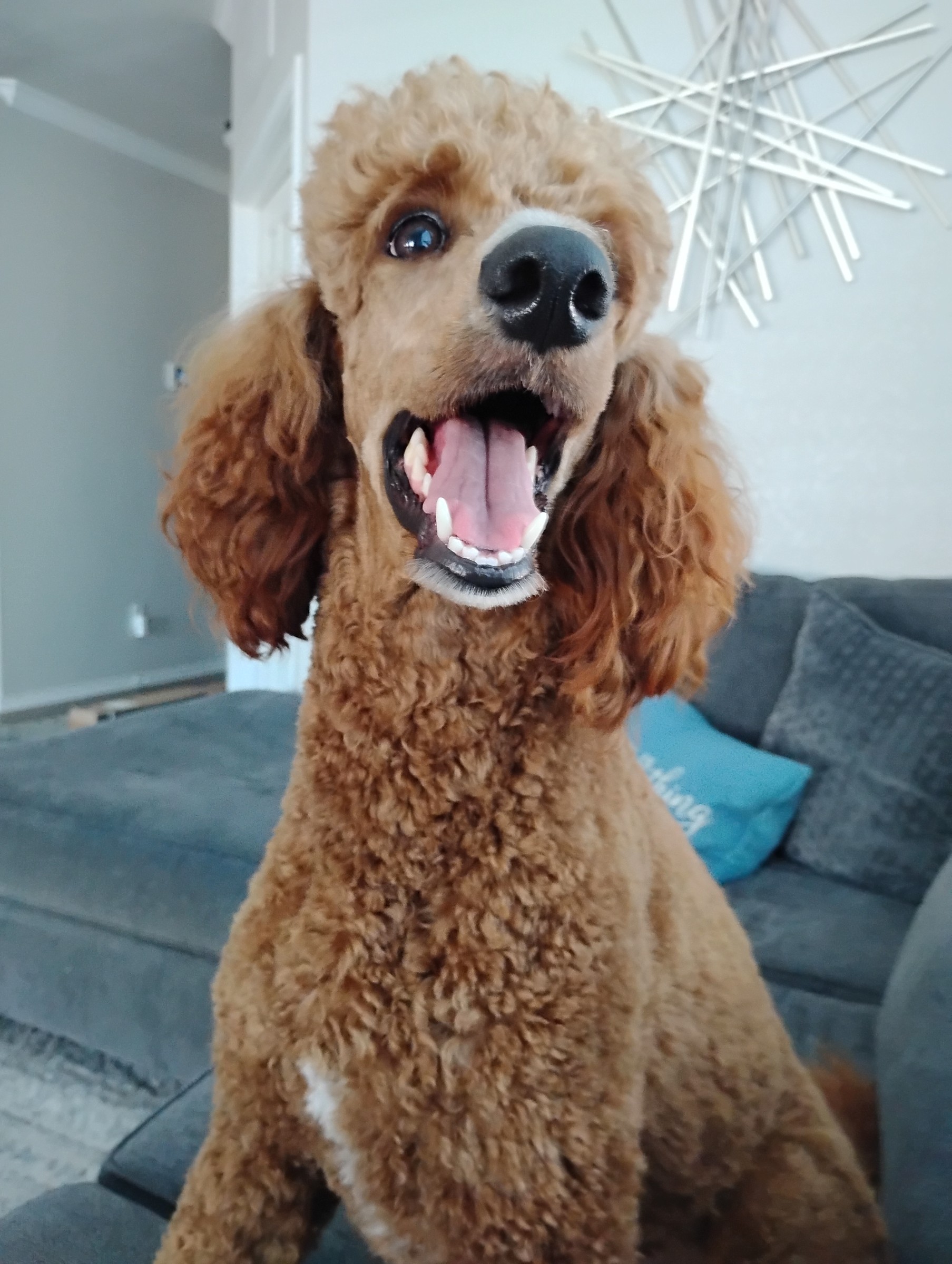 Pet Sitting and Dog Walking 
